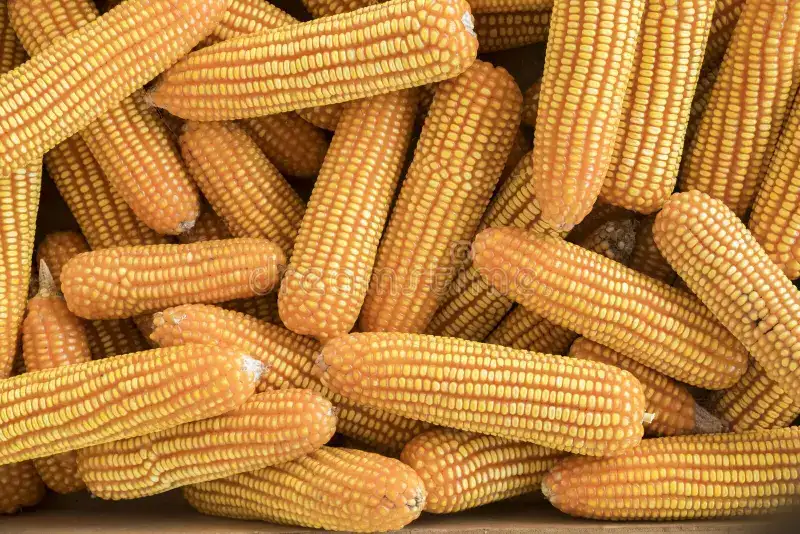 Maize (Makai)